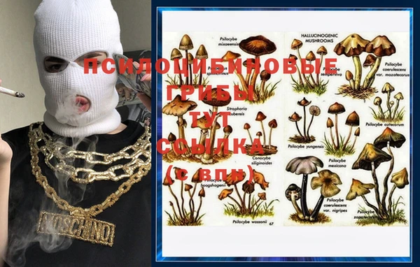 индика Кинешма